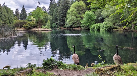 Geese at Laurelhurst Park's lake