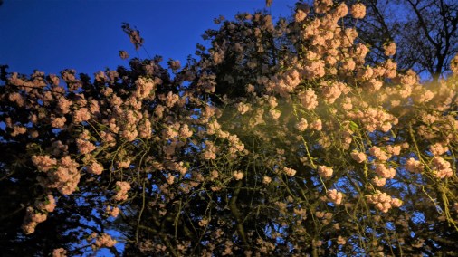Laurelhurst Park blooms at night