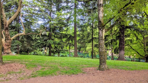 Laurelhurst Park trees