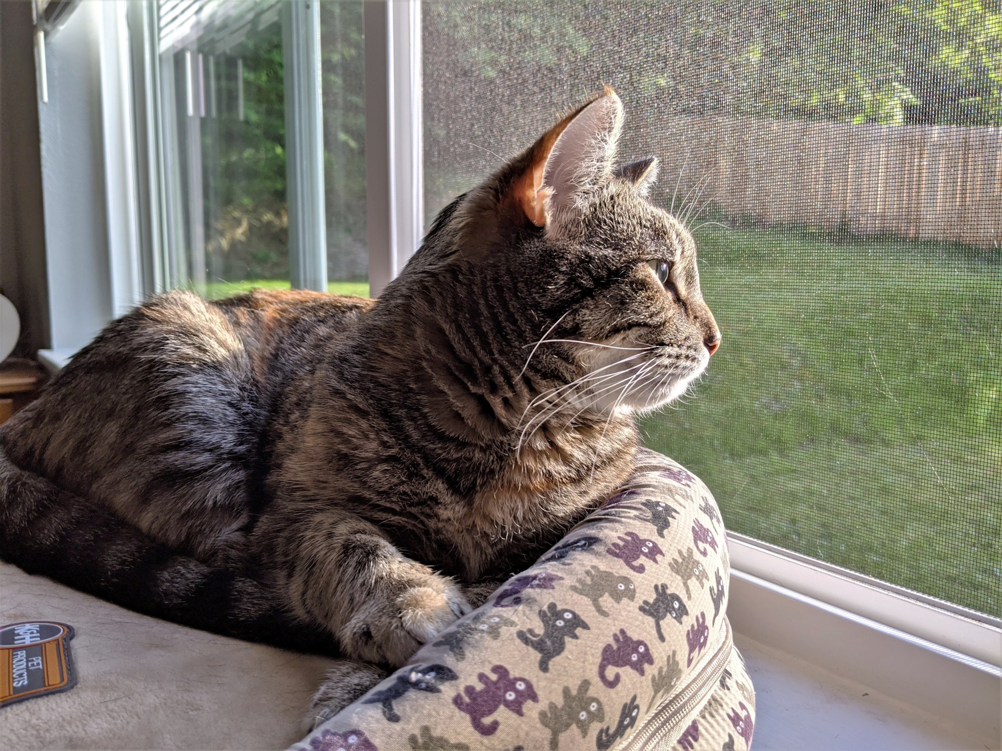 Cat looking out the window from its bed