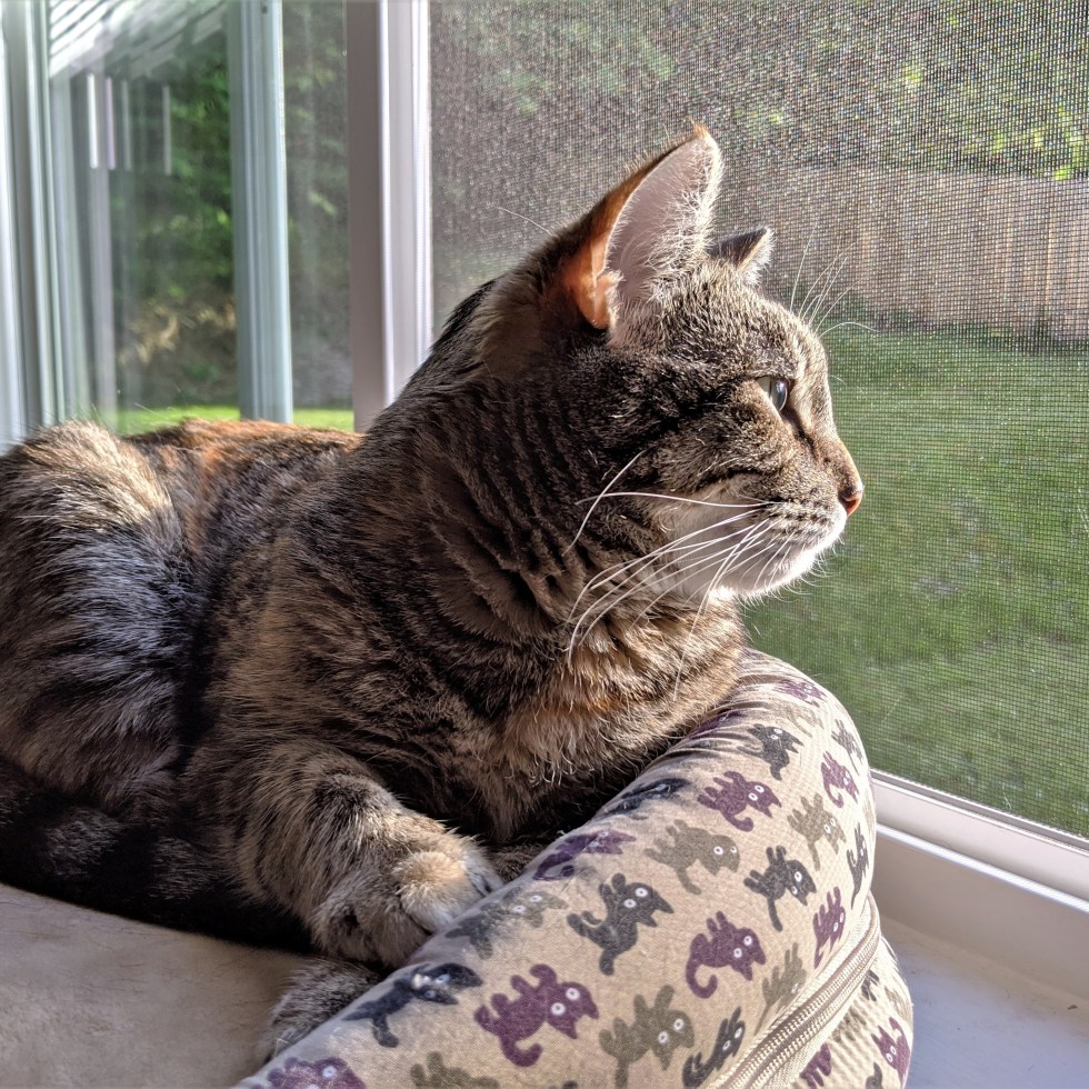 Cat looking out the window from its bed