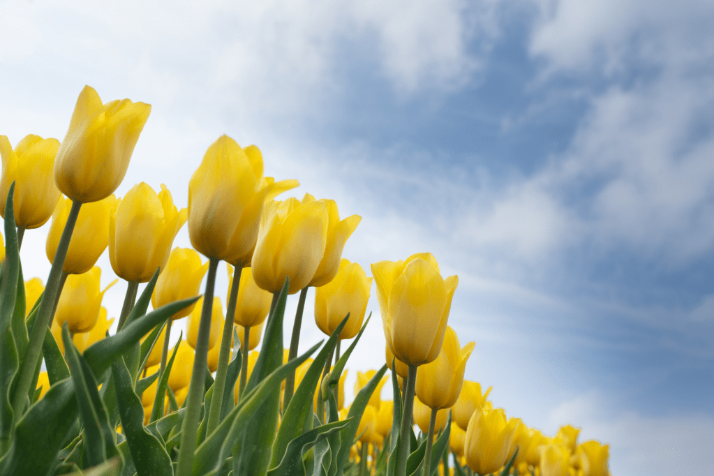 Yellow tulips blooming in front of a blue sky