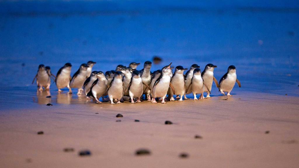 Little penguins coming out of the water on the beach in Australia