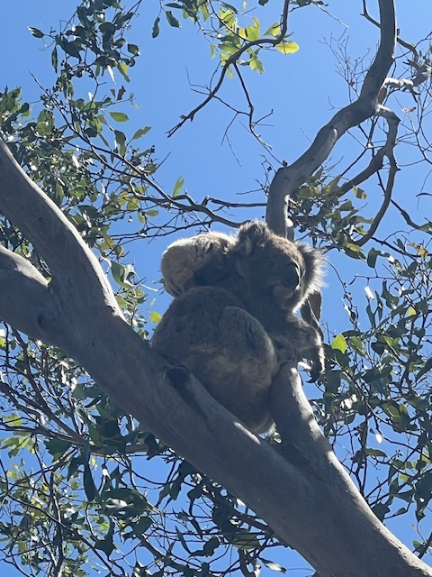 Koala in a tree holding a baby koala