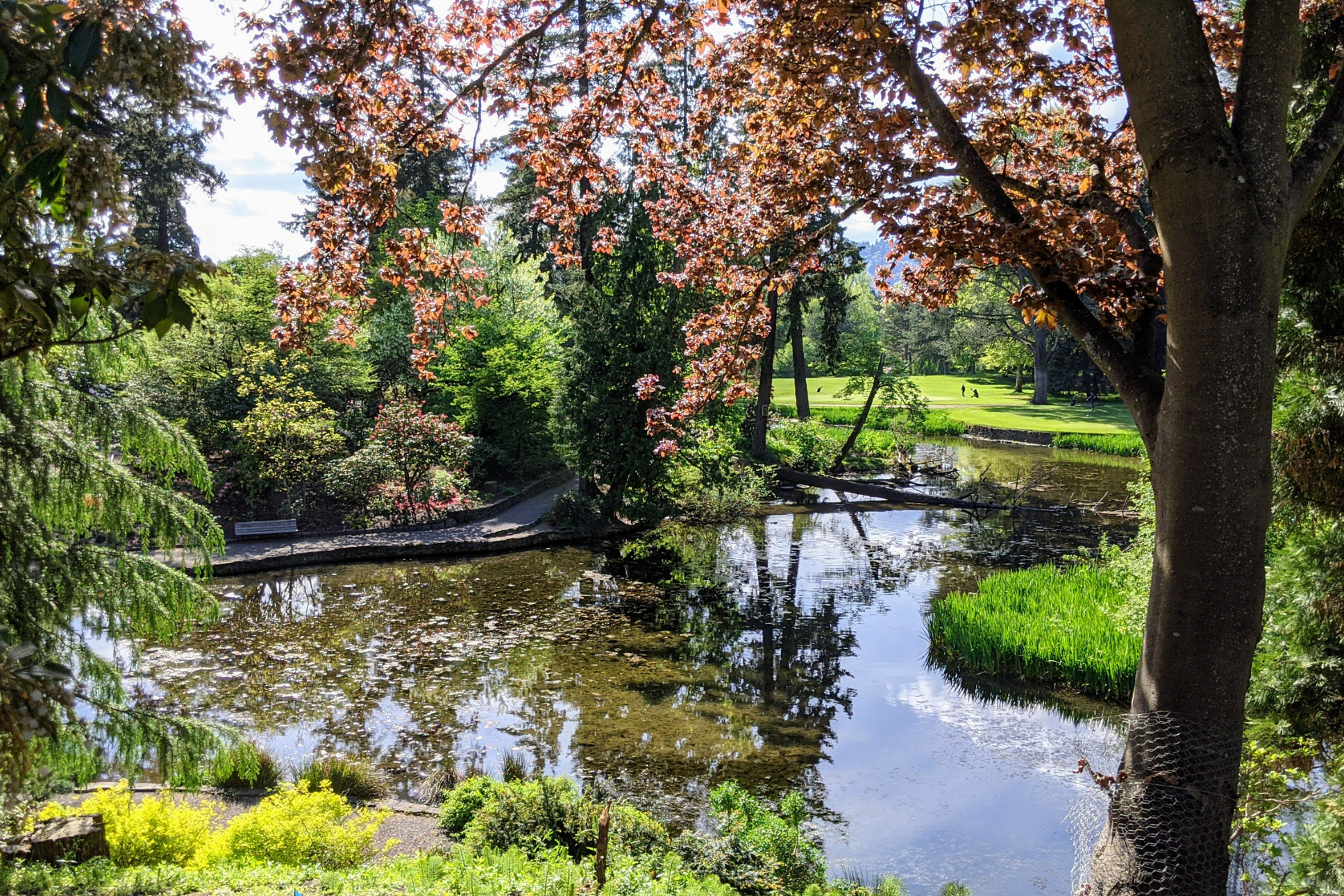 golf course with greens in the distance and a lake and blooming tree in the foreground