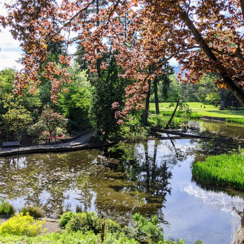 golf course with greens in the distance and a lake and blooming tree in the foreground